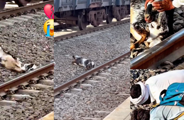 Poor Goat: So Heartbreaking 
