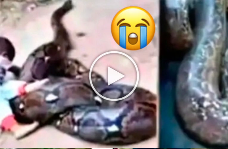 PYTHON ALLEGEDLY SWALLOWS 6-MONTH-OLD BABY IN EDO STATE