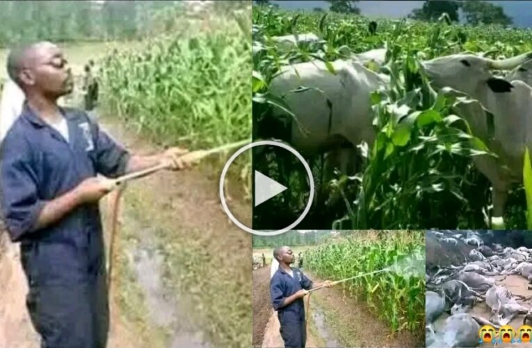 FARMER VS COW: “IF I NO GO ENJOY THE FRUIT OF MY LABOUR, YOU NO GO ENJOY YOUR OWN TOO!”