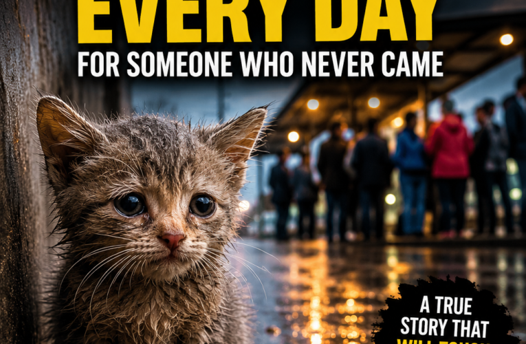 The Cat Who Waited Every Day